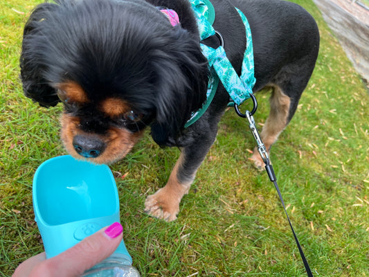 Josie loves to drink from her favorite water bottle!