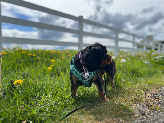 Josie loves her mesh Harness on our daily walks!