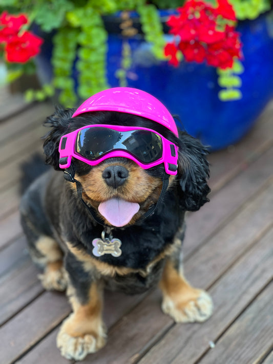 Eye and Head Protection for your dog!