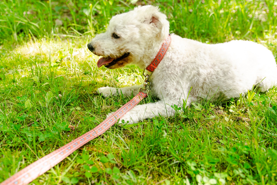 Natchez Pattern Dog Collar